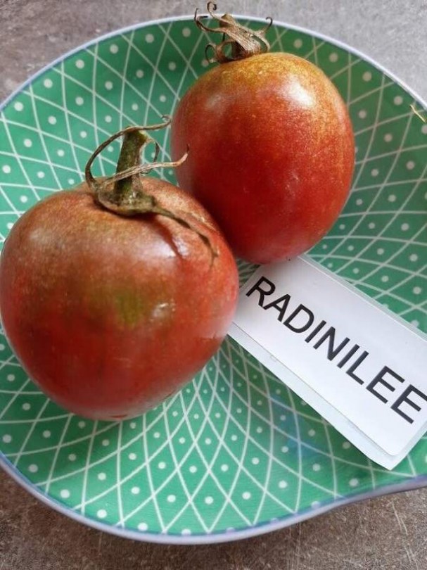 Radinilee paradicsom  - Paradicsom különlegességek az Egzotikus Növények Stúdiója kínálatából